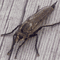 蚂蚁虫